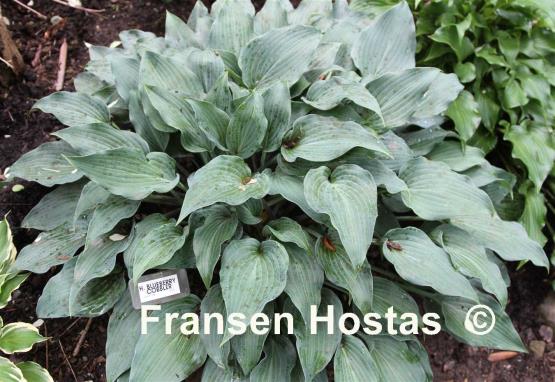 Hosta Blueberry Cobbler